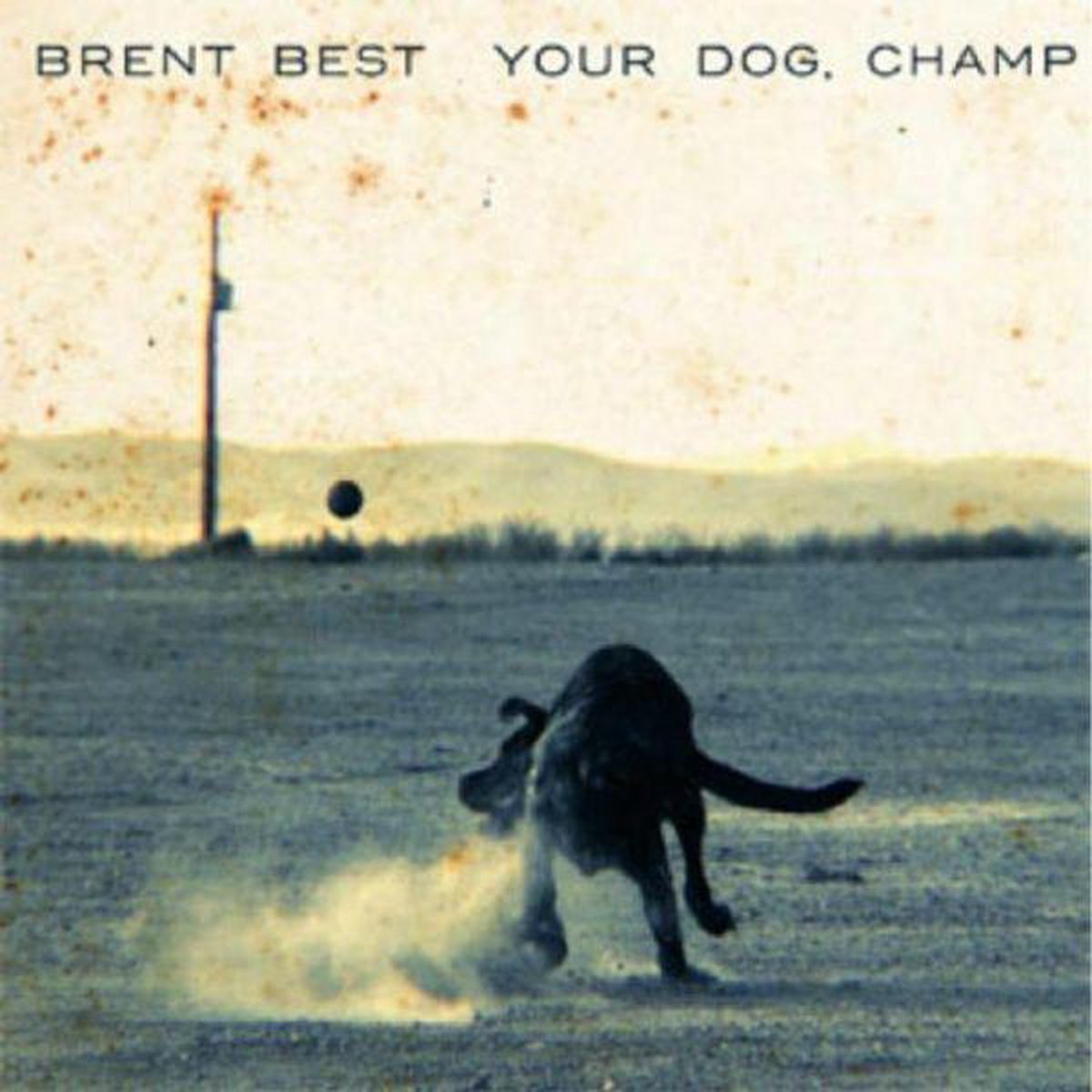 Your Dog Champ