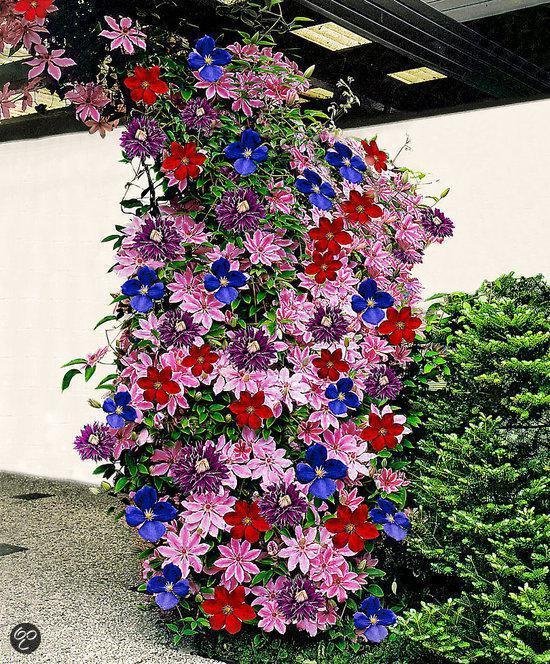 halen BES Leraren dag 3 x Clematis Klimplanten mix: 3 halen, 2 betalen! - Blauw (The President),  Wit (Miss... | bol.com