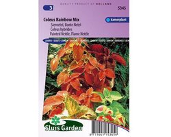 Sluis Garden - Siernetel Rainbow Mix (Coleus blumei)
