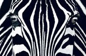 W&G Wand- of plafonddecoratie - Zebra - Poster - 175 x 115 cm - Multi