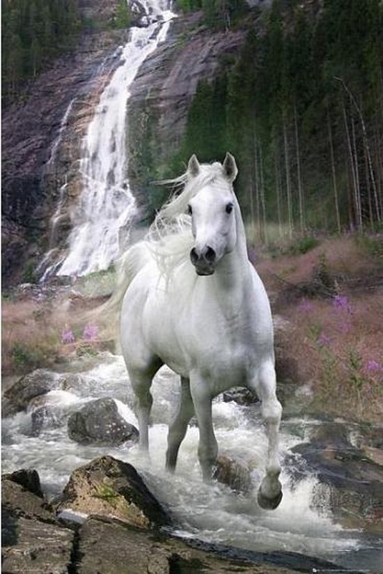 gewelddadig vertrekken Chromatisch Poster wit paard 61 x 91,5 cm | bol.com