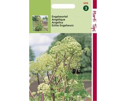 Hortitops Zaden - Engelwortel (Angelica Arch.)