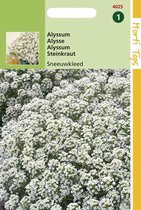 Hortitops zaden - Alyssum Bloemzaad - Sneeuwkleed