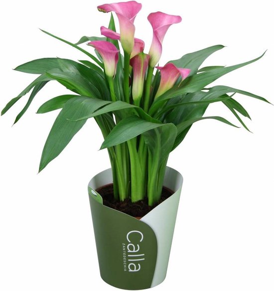 Calla Rudolph 40cm Zantedeschia Calla Garnet Glow 5 + bloem, 40 CM hoog, 13 CM potdiameter ...