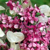 6 x Lunaria Annua - Judaspenning pot 9x9cm