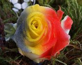 Vlag België rozen 10 stuks