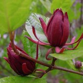 Calycanthus Floridus - Specerijstruik; Meloenboompje - 40-60 cm pot: Heester met geurige, roodbruine bloemen