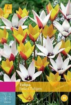 Jub Holland - bloembollen - Tulpen Belles Tulipes - maat 5/6 - 25 stuks
