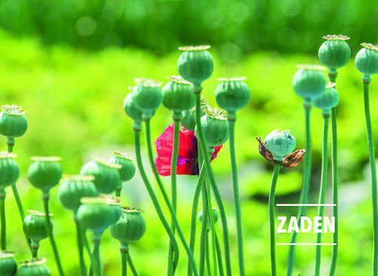 Groene papaverbollen met rode klaproos in de achtergrond. Tekst 'ZADEN'.