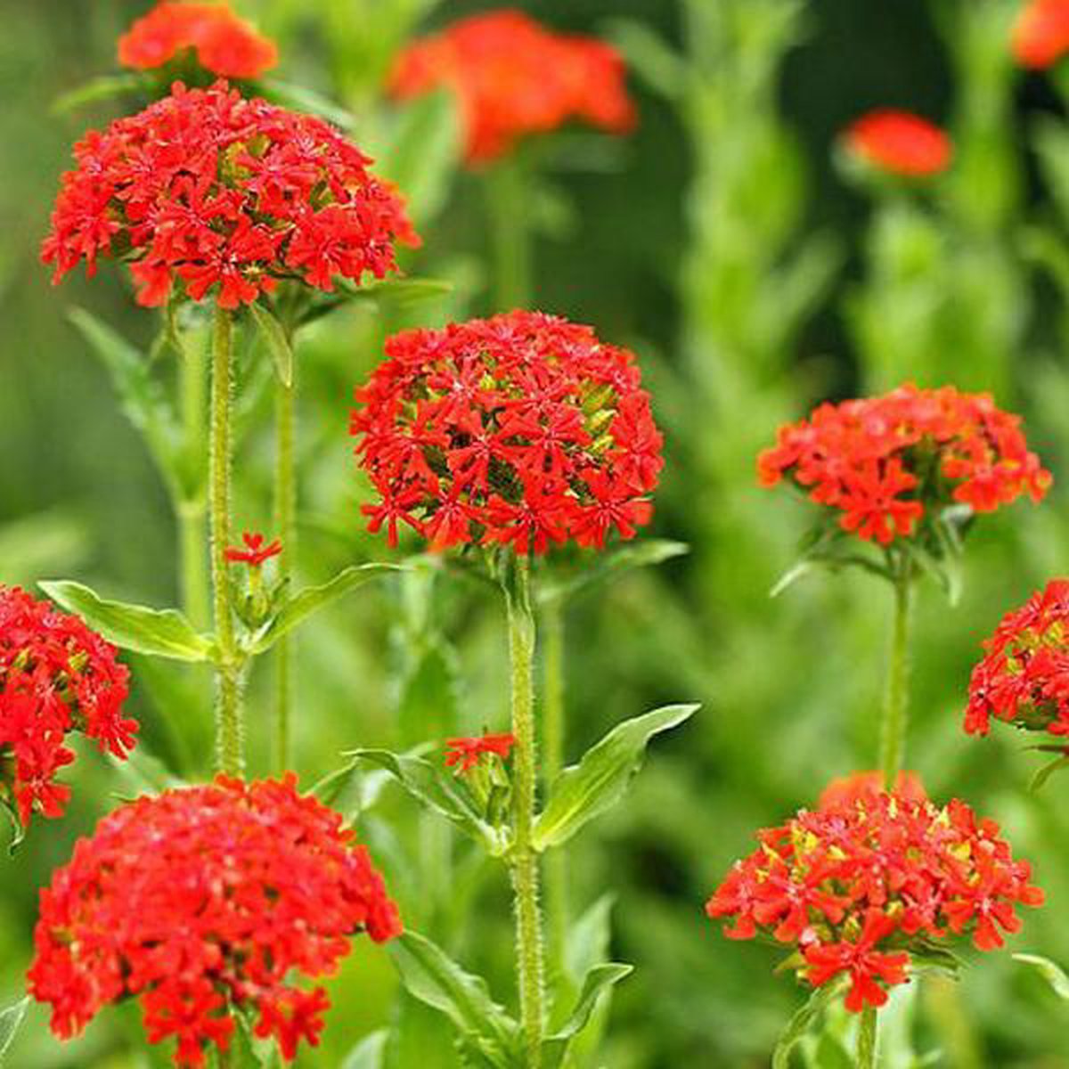 6 x Lychnis Chalcedonica - Brandende Liefde Pot 9x9 cm - Felrode Bloemen