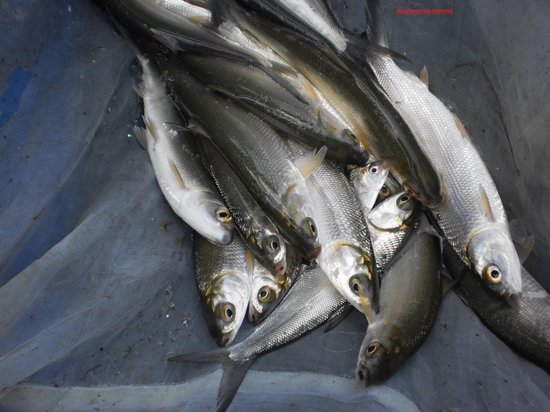 Backyard Fish Farming - cover