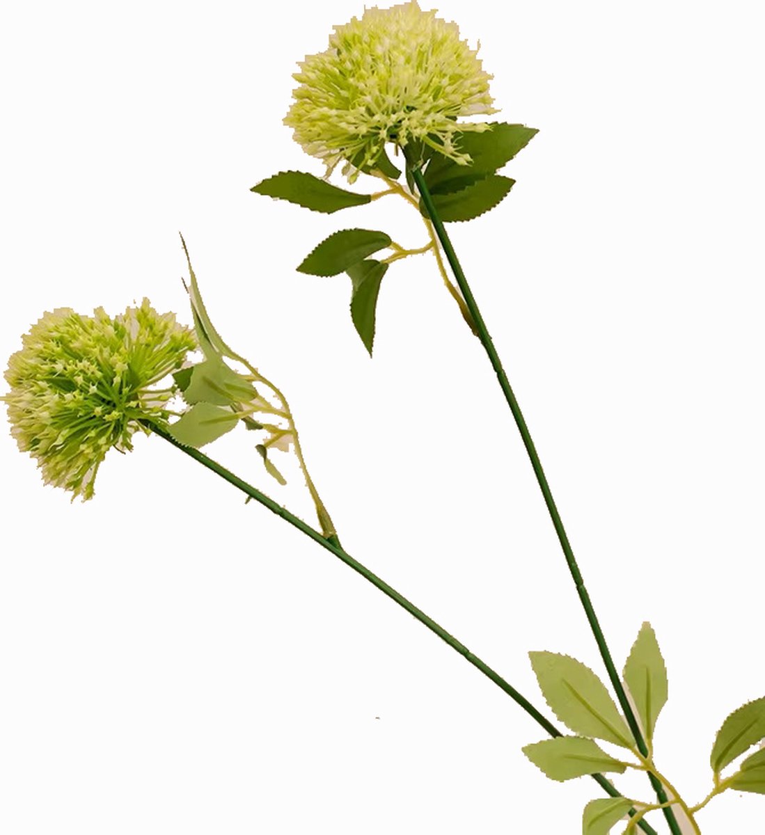 Steelbloem Bloem Lente Ui Bol - 60 cm - zacht groen