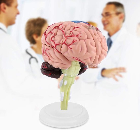 Modèle anatomique du Cerveau humain, coupe transversale médicale en plastique pour l'éducation - Modèle Anatomie .