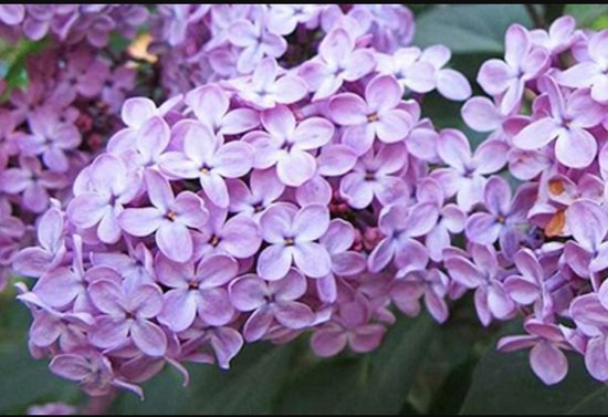 2 x Syringa vulgaris - Sering 60- 80 cm in pot