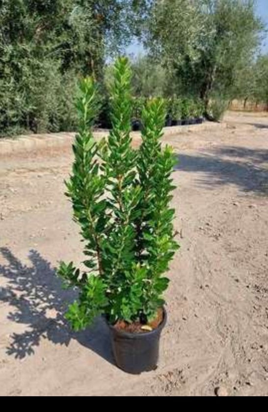 Arbutus unedo - Arbousier 60-80 cm en pot