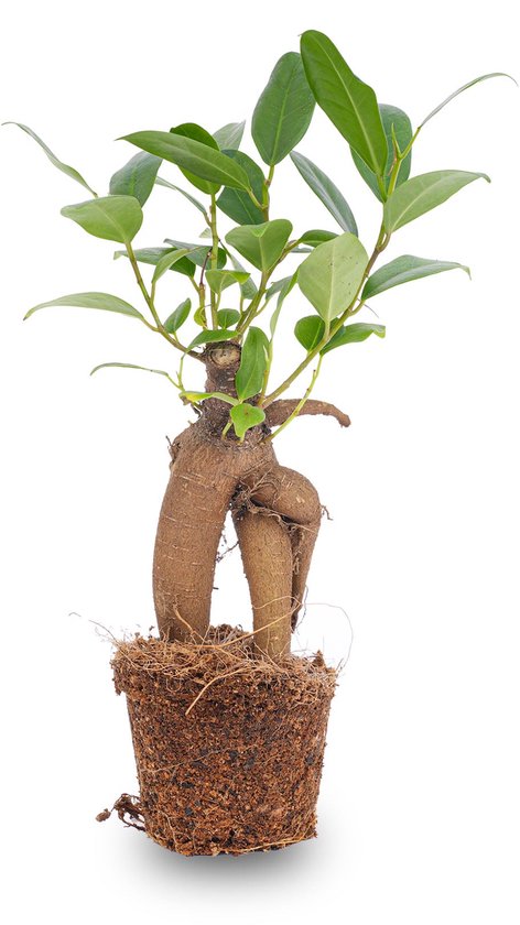 Ficus Ginseng bonsai - Microcarpa - ↑12 - 15 cm - Ø 6 cm
