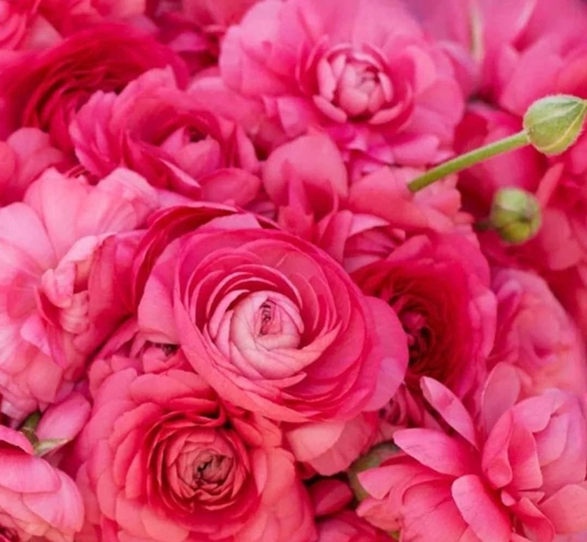 Bulbs by Brenda | Ranunculus Amandine Bonbon 10 stuks | Ranonkel bloembollen