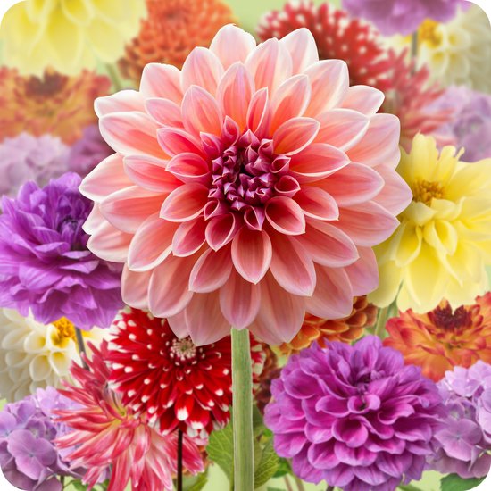 12 x Dahlia Knollen Mix 'Farmers Favorites' | Bloembollen zomerbloeiers | Nederlands gekweekt | Dahliabollen - The Bulb Farmers