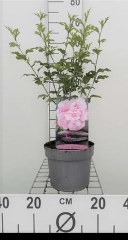 2 x sirop d'hibiscus ' Pink Giant'® ('flogi'®) - Hibiscus de jardin, arbuste d'Althéa 40- 60 cm en pot