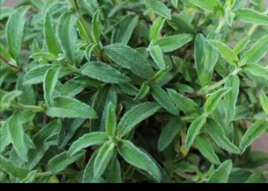 Cistus skanbergii - Cistusroos Of Rotsroos 20- 25 cm in pot