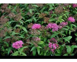 Spiraea jap. 'Anthony Waterer' - Spierstruik, Japanse Spirea 40- 50 cm in pot