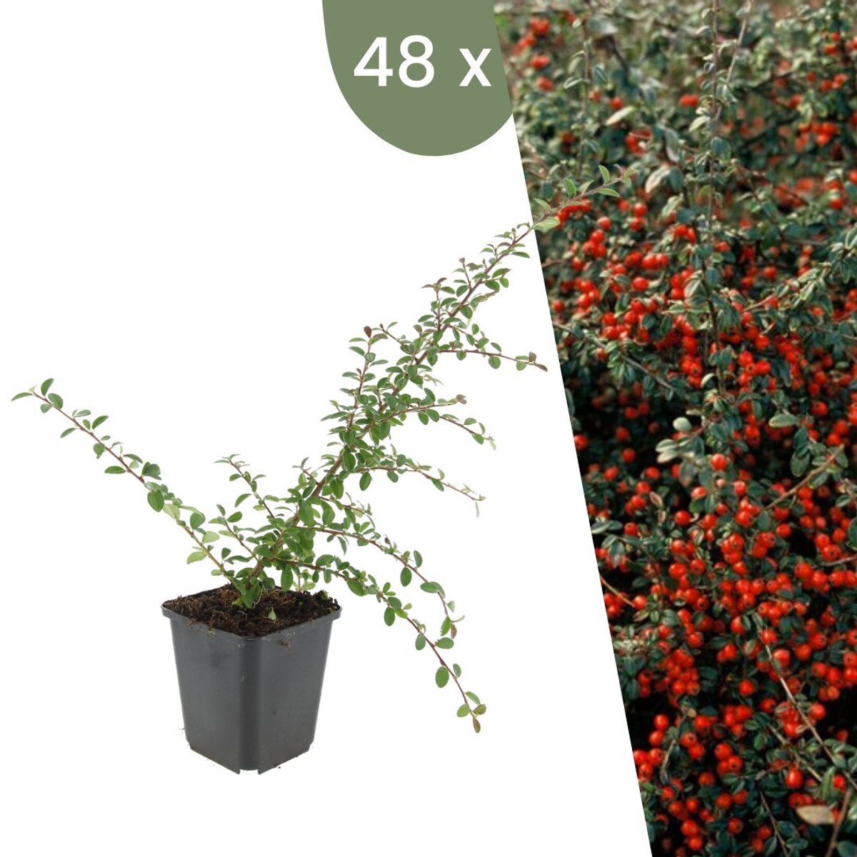 Plants by Frank | 48 Dwergmispel Planten | Cotoneaster suecicus 'Coral Beauty' | Winterharde bodembedekker planten | tuinplanten | Winterharde vaste planten meerjarig | Winterharde tuinplanten