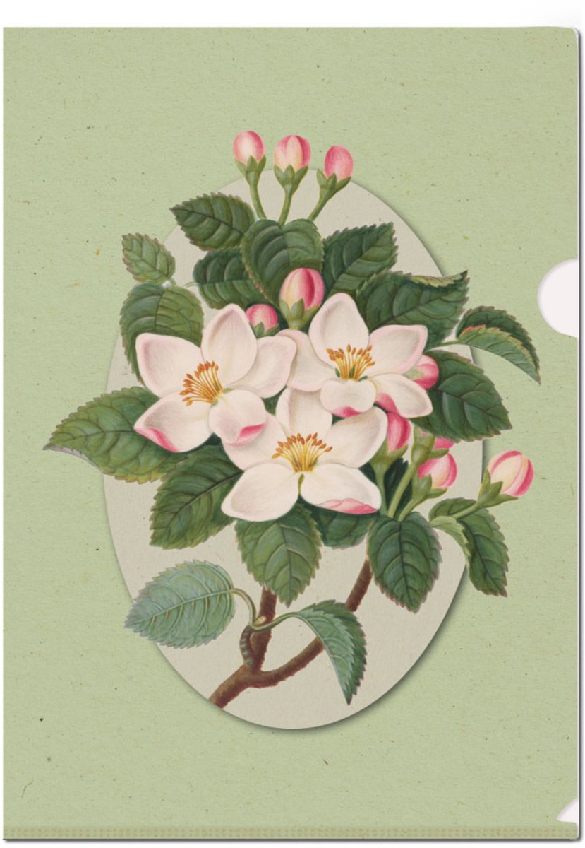 L-mapje A4 formaat: Botanical Treasures, James Bolton, Chester Beatty - 3 Stuks