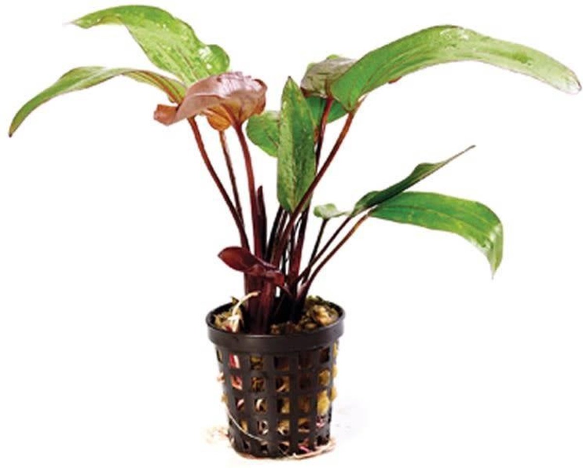 Moerings Echinodorus Red Devil | Rode Duivel | in 5 cm pot