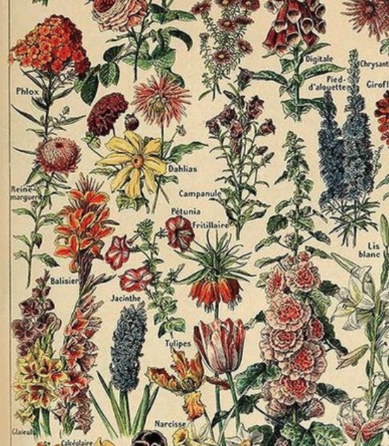 Affiche Vintage Fleurs - Les Fleurs - Plantes - Bloem - Nature Botanique  Millot -... | bol