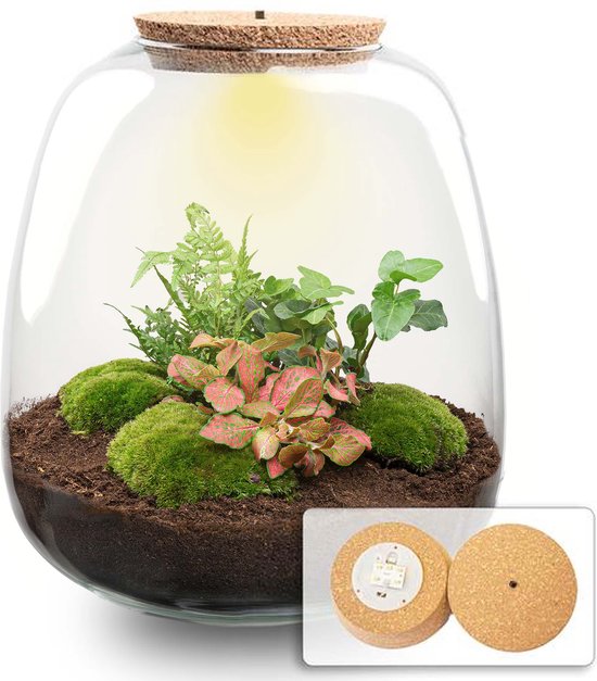 Relaxdays planten terrarium, glas & koper, 26x18x15 cm, mini kweekkas, voor cactus & mos, vensterbank, binnen, goud Relaxdays planten terrarium, glas & koper, 26x18x15 cm, mini kweekkas, voor cactus & mos, vensterbank, binnen, goud