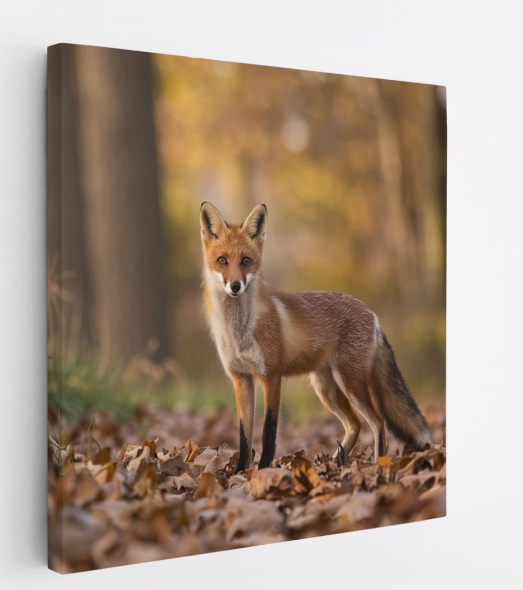 Saammp Canvas Schilderij - Vos in het bos - Natuur - Dieren - 30x30 - Foto op canvas - Wanddecoratie - Muurdecoratie Woonkamer - Slaapkamer decoratie - Canvas Print Multicolor
