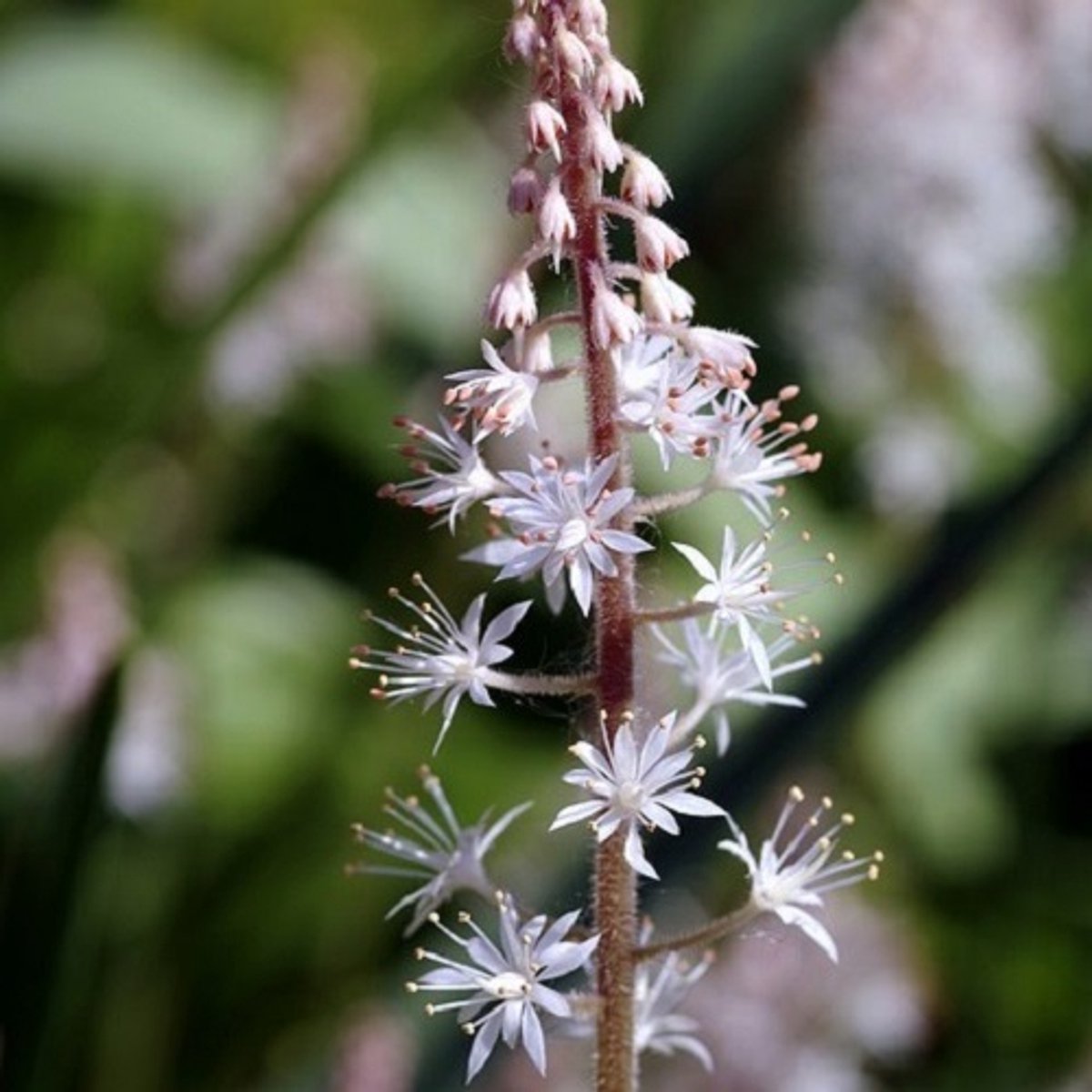 6x Tiarella hybrida 'Skeleton Key' Pot 9x9cm - Prachtige bodembedekker voor in de tuin