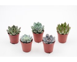 Ikhebeencactus | Echeveria vetplanten | vetplanten mini mix | 5 stuks | 5,5cm pot | makkelijke kamerplant