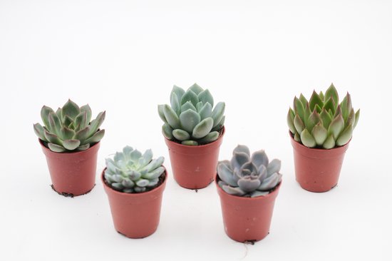 Ikhebeencactus | Echeveria vetplanten | vetplanten mini mix | 5 stuks | 5,5cm pot | makkelijke kamerplant