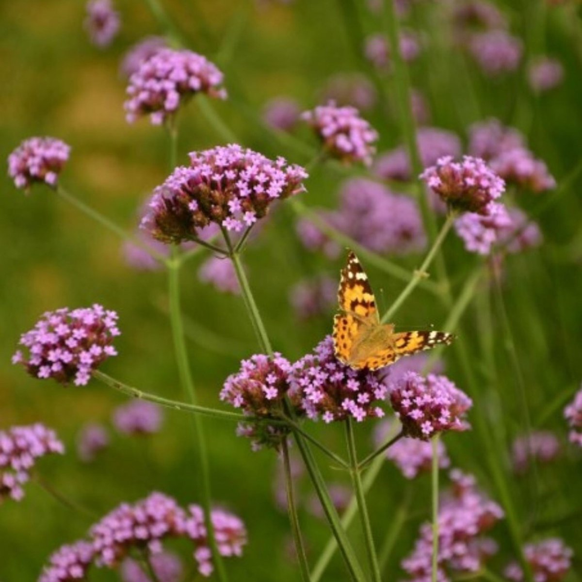 IJzerhard (Verbena Bonariensis) - - Vaste planten - Bijen-Vlinders - Zomerbollen - bloeit in Oktober / November / Juli / Augustus / September