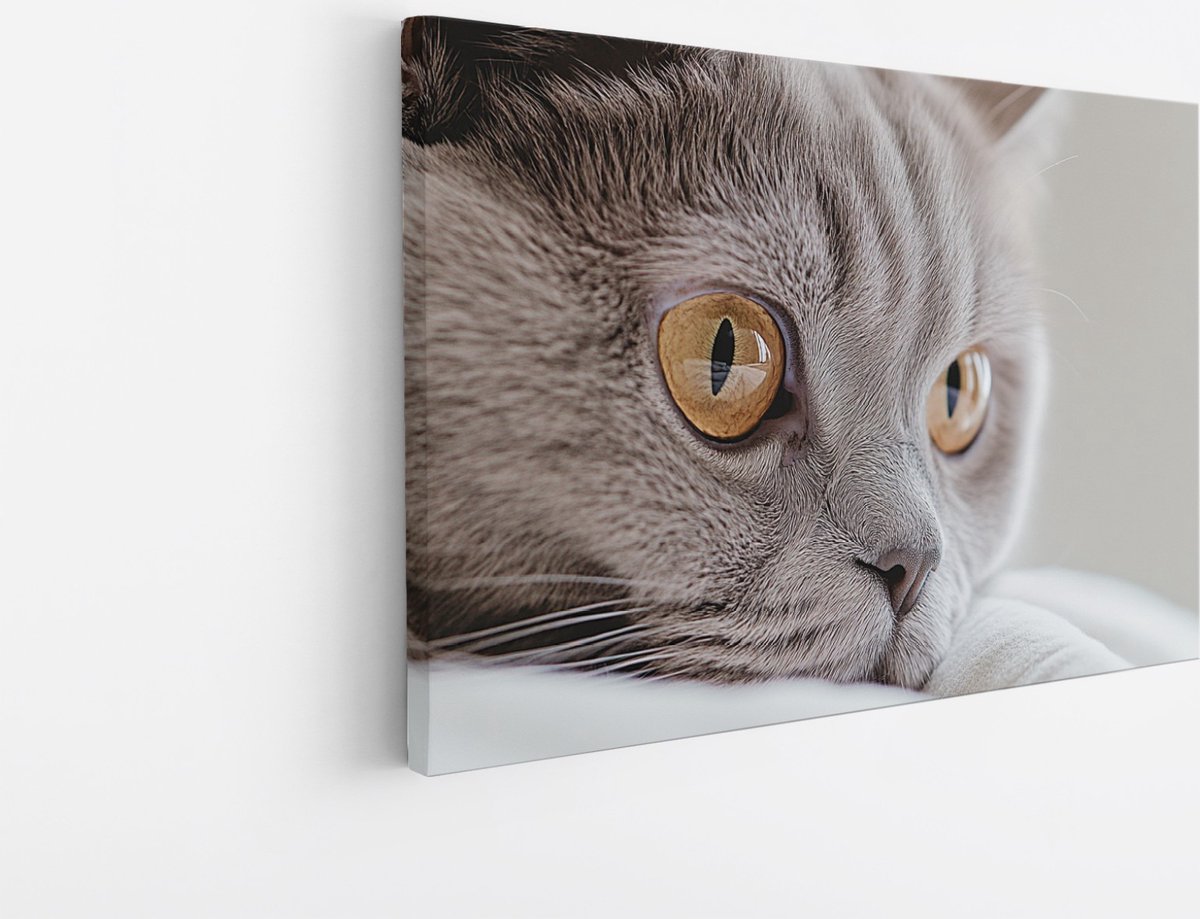 Saammp Canvas Schilderij - Poes close-up - Natuur - Dieren - 30x20 - Foto op canvas - Wanddecoratie - Muurdecoratie Woonkamer - Slaapkamer decoratie - Canvas Print Multicolor