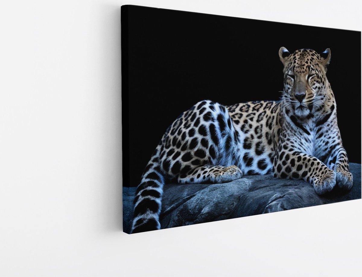 Saammp Canvas Schilderij - Luipaard op steen - Natuur - Dieren - 70x50 - Foto op canvas - Wanddecoratie - Muurdecoratie Woonkamer - Slaapkamer decoratie - Canvas Print Multicolor
