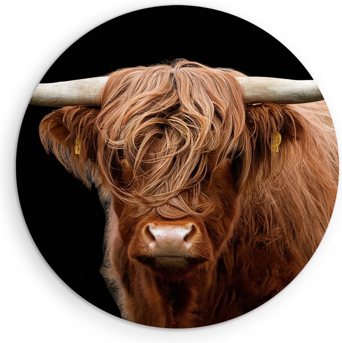 Saammp Forex Muurcirkel - Schotse Hooglander Koe - Natuur - Dieren - Portret - Ø 40 - Wandcirkel - Wanddecoratie Cirkel - muurdecoratie Woonkamer - Slaapkamer decoratie - Rond Schilderij