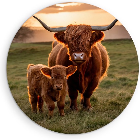 Saammp Forex Muurcirkel - Schotse Hooglander Koe tussen de roze bloesem - Dieren - Natuur - Ø 40 - Wandcirkel - Wanddecoratie Cirkel - muurdecoratie Woonkamer - Slaapkamer decoratie - Rond Schilderij