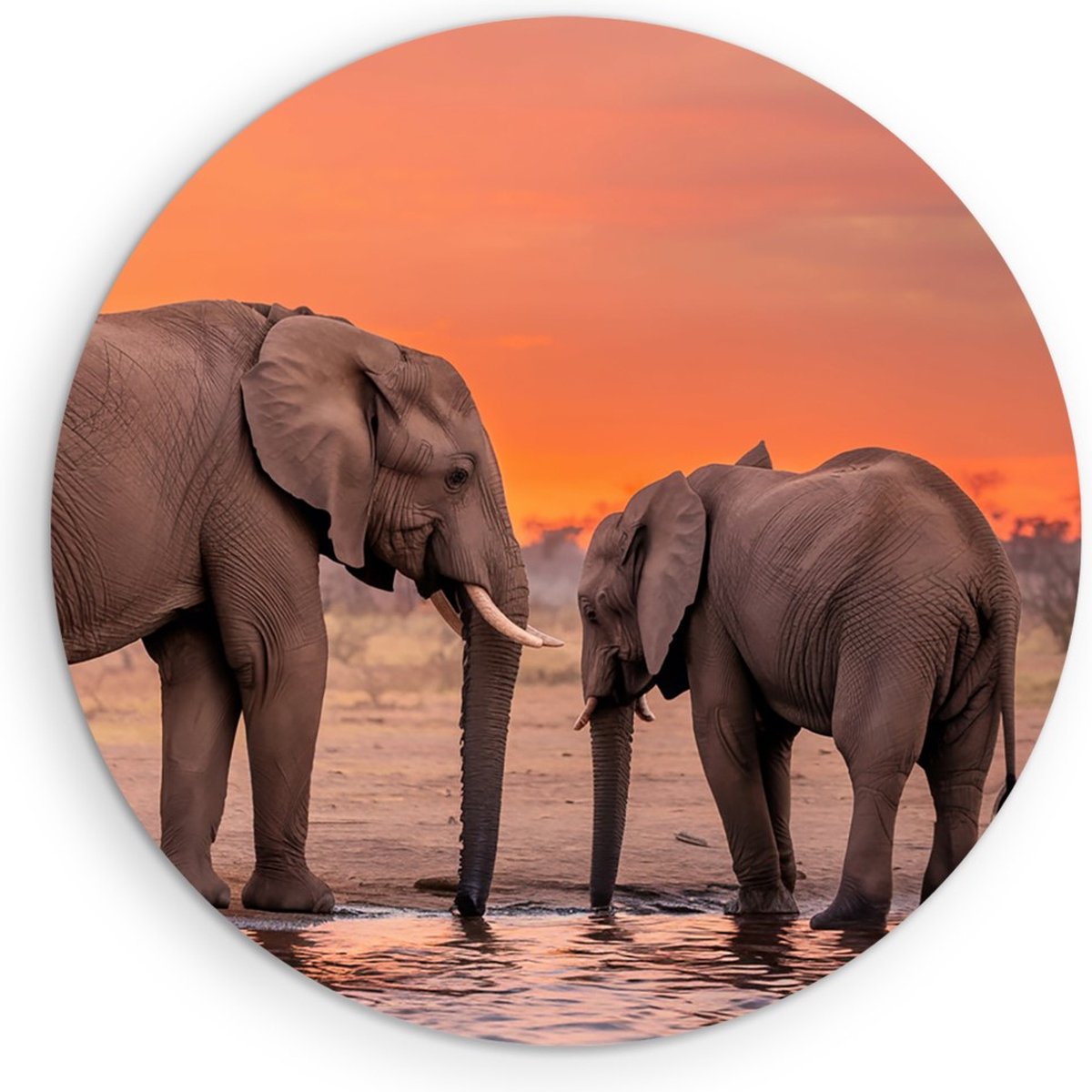 Saammp Forex Muurcirkel - Olifant met kalf - Afrika - Dieren - Ø 50 - Wandcirkel - Wanddecoratie Cirkel - muurdecoratie Woonkamer - Slaapkamer decoratie - Rond Schilderij