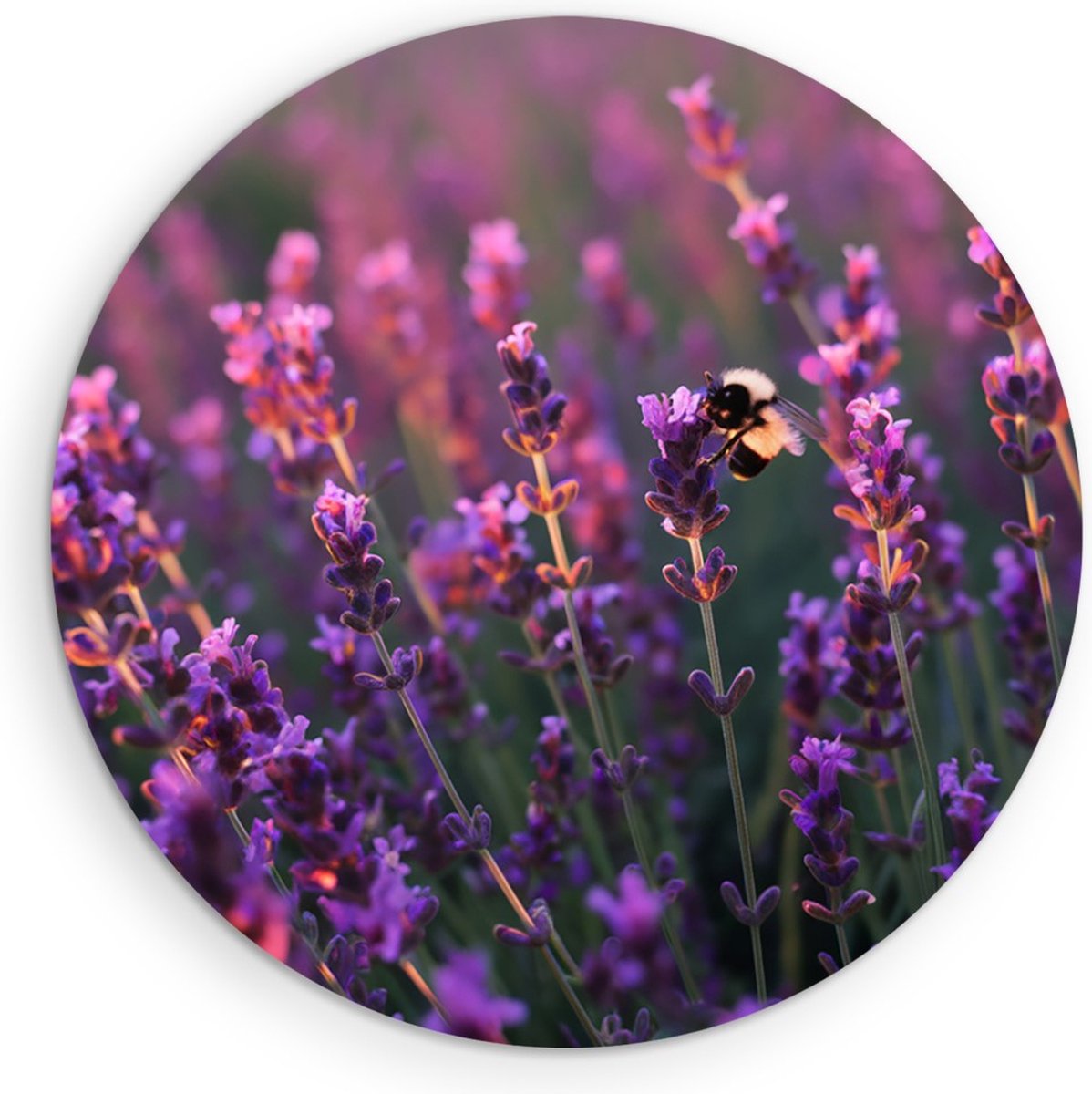 Saammp Forex Muurcirkel - Lavendel met bij - Natuur - Landschap - Ø 50 - Wandcirkel - Wanddecoratie Cirkel - Muurdecoratie Woonkamer - Slaapkamer decoratie - Rond Schilderij