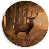 Saammp Muurcirkel Hout - Hert bij een bospad - Natuur - Dieren - Ø 60 - Wandcirkel - Wanddecoratie Cirkel - Muurdecoratie Woonkamer - Slaapkamer decoratie - Rond Schilderij