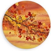 Saammp Forex Muurcirkel - herfst tak - Abstract - Ø 80 - Wandcirkel - Wanddecoratie Cirkel - Muurdecoratie Woonkamer - Slaapkamer decoratie - Rond Schilderij