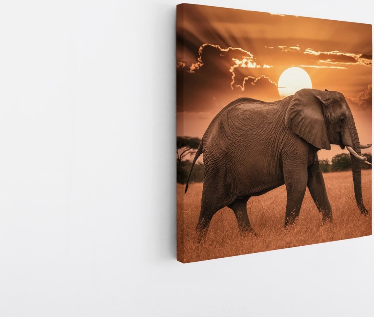 Saammp Canvas Schilderij - olifant in de Zonsondergang - Afrika - Dieren - 30x30 - Foto op canvas - Wanddecoratie - muurdecoratie Woonkamer - Slaapkamer decoratie - Canvas Print Multicolor
