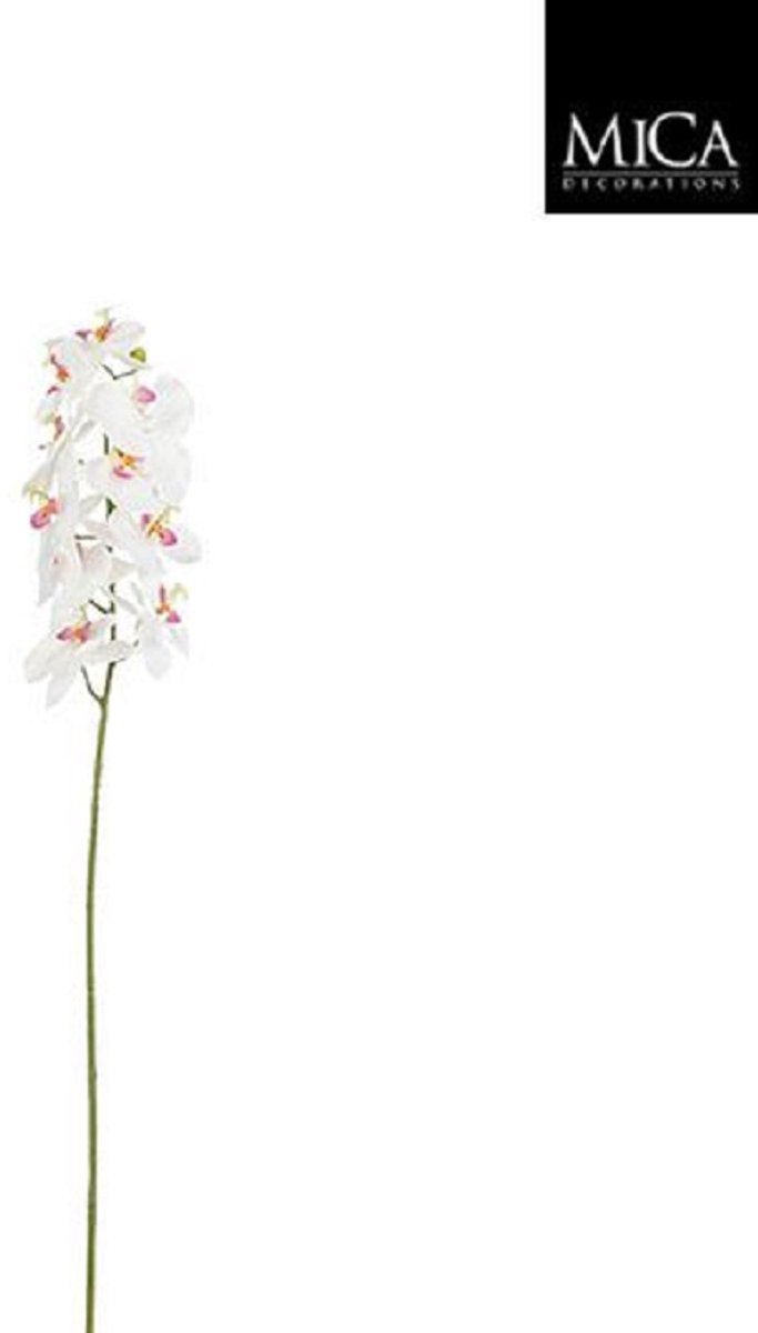 Phalaenopsis white - l71cm