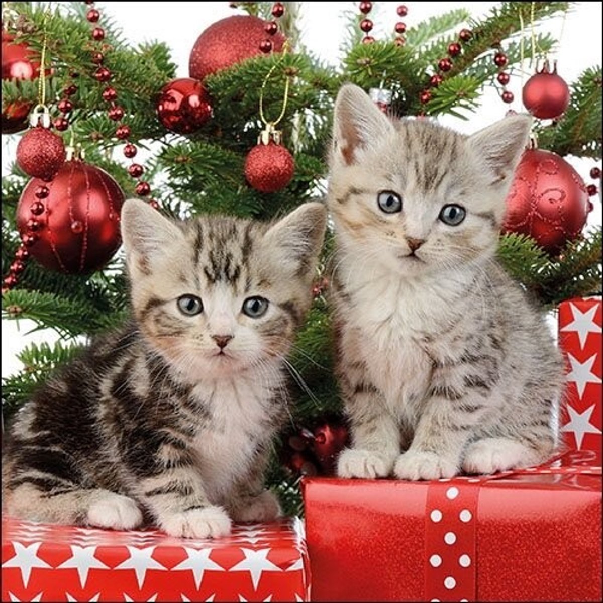 Ambiente - Lunch servetten - Christmas Kitten
