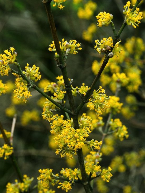 Cornus mas, Kornelkirsche, 40-60 cm, gelbe Blüten