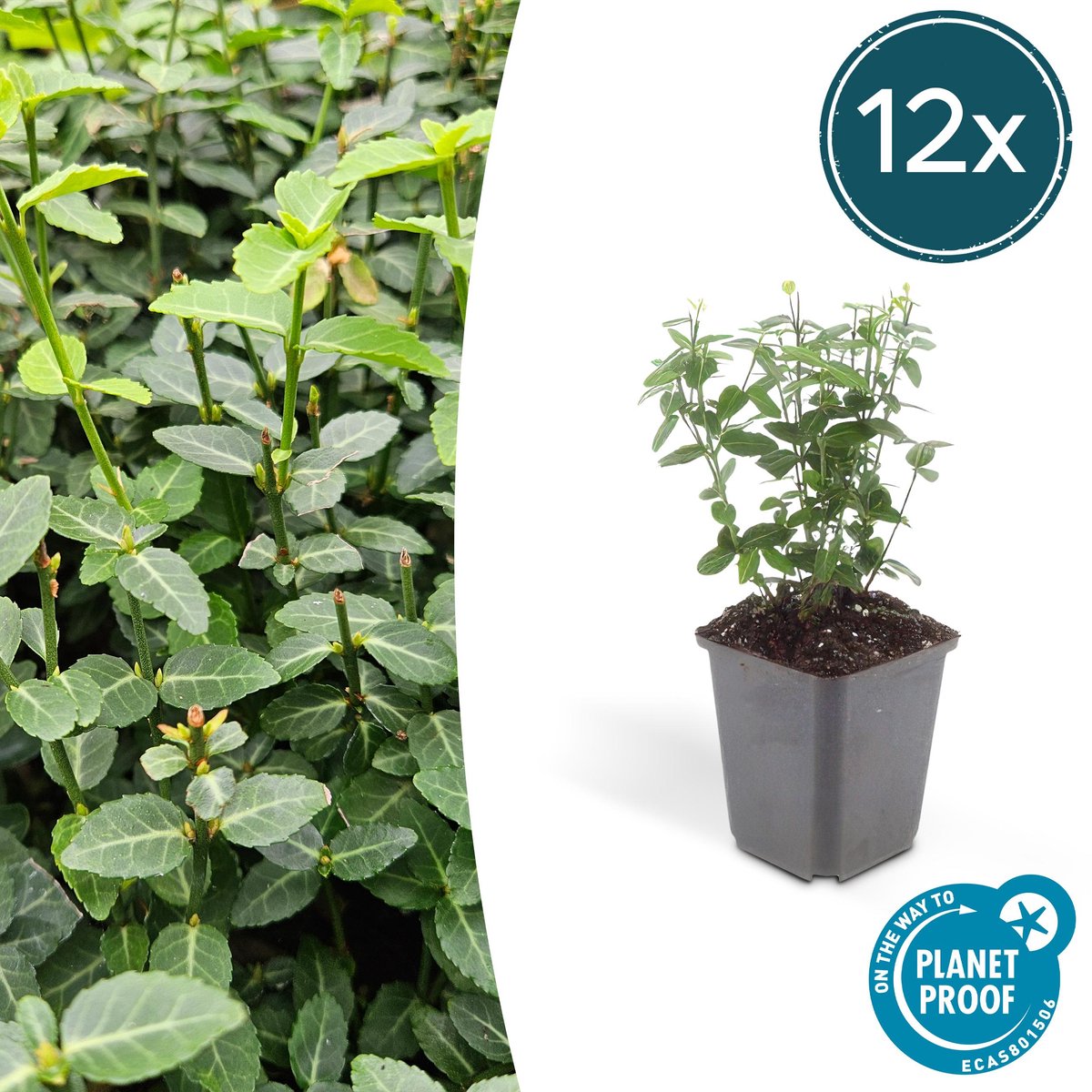 Tuinplantenshop.com | Euonymus fortunei radicans | 12 stuks - Ø9cm - 10-25cm hoog - Tuinplant