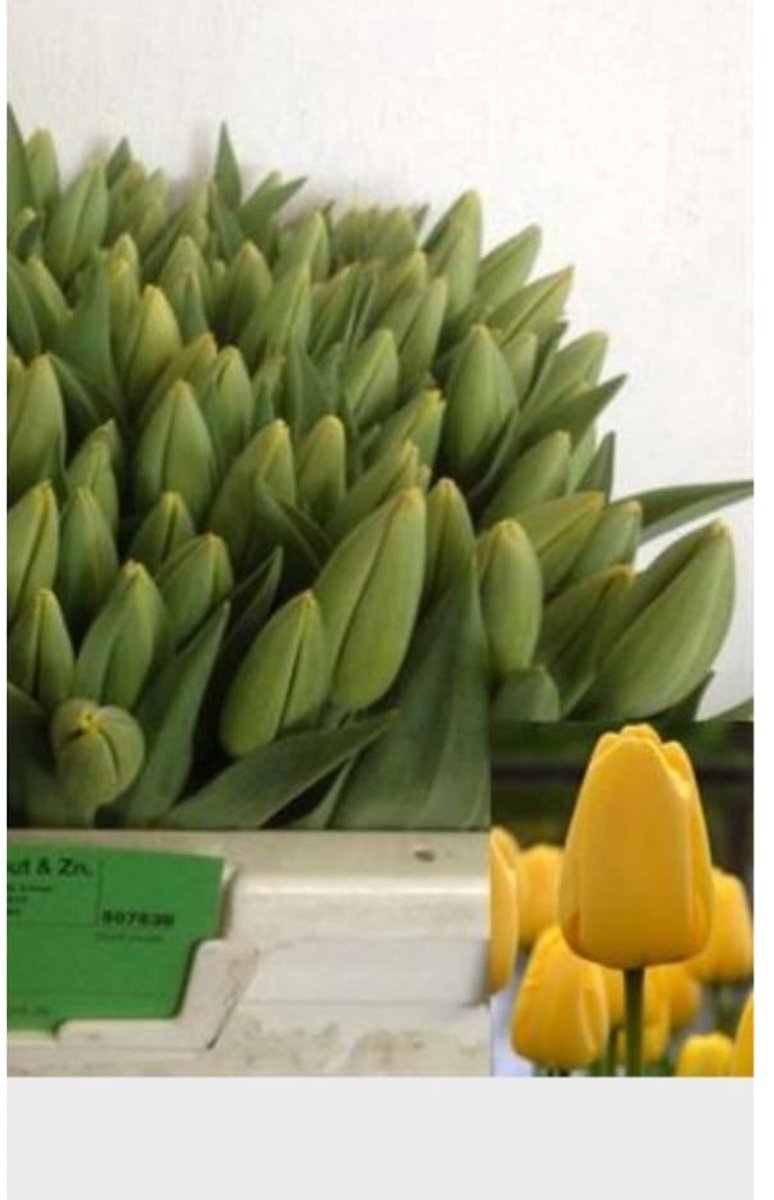 Bloembollen Tulp Parade Geel 10 stuks, levering september t/m november.