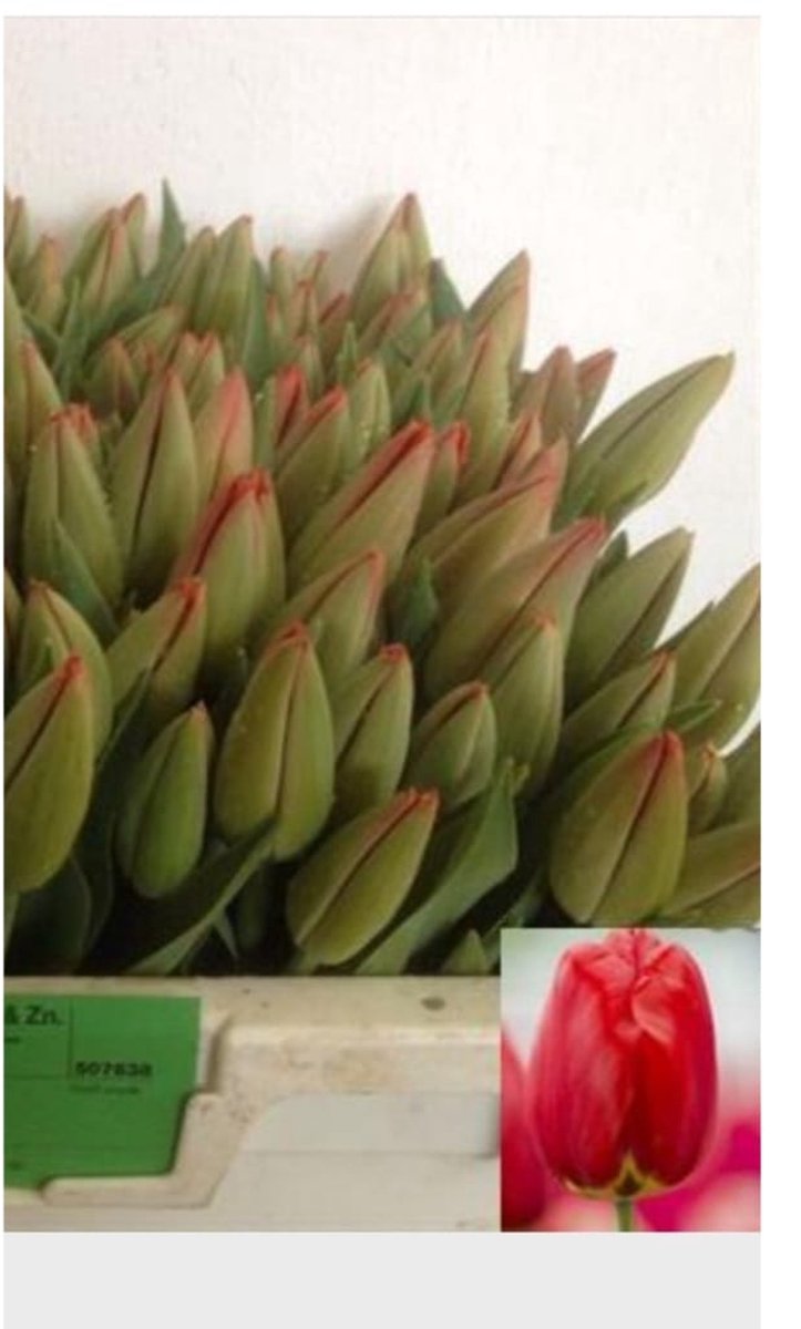 Bloembollen Tulp Parade Rood 10 stuks, levering september t/m november.